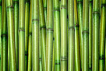 Tapeta Bambus 4468 - latexová